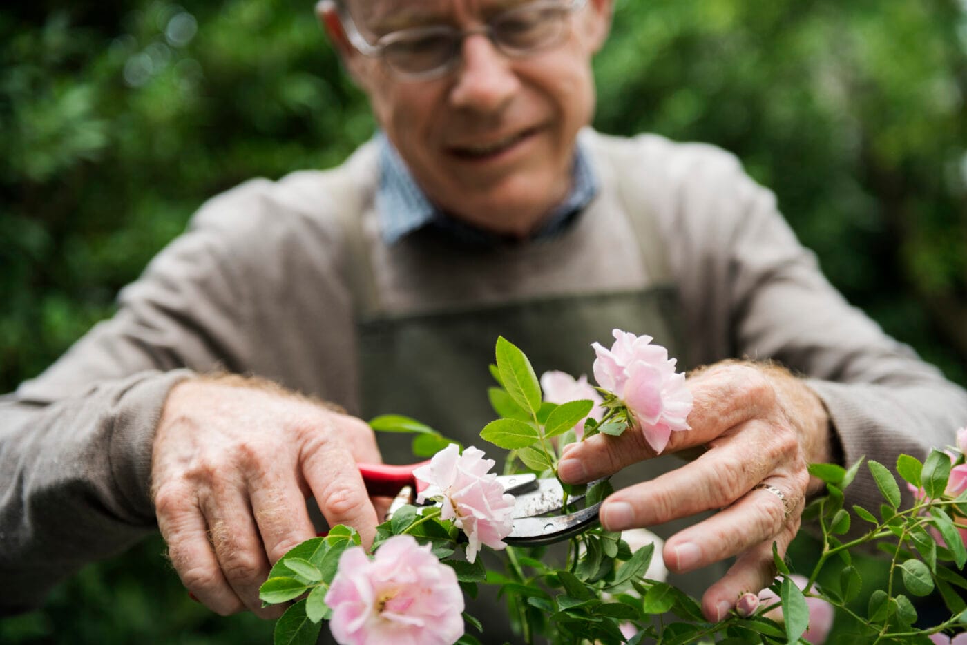 Older man pruning flowers