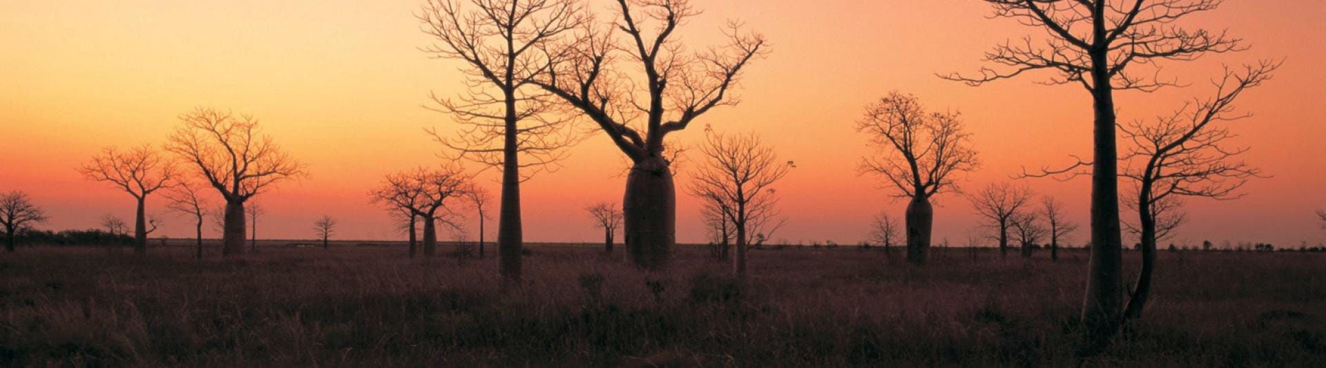 Derby Boabs Derby Shire